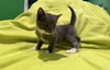 Gregory - Not At shelter- (Faith) 11/22