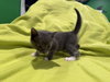 Gregory - Not At shelter- (Faith) 11/22