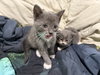 Gregory - Not At shelter- (Faith) 11/22