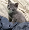 Gregory - Not At shelter- (Faith) 11/22