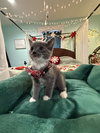 Gregory - Not At shelter- (Faith) 11/22