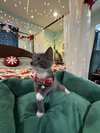 Gregory - Not At shelter- (Faith) 11/22