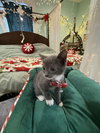 Gregory - Not At shelter- (Faith) 11/22
