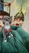 Gregory - Not At shelter- (Faith) 11/22