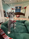 Gregory - Not At shelter- (Faith) 11/22