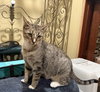 Maci: Not at the Shelter (Faith) Available 11/8