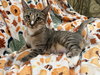 Maci: Not at the Shelter (Faith) Available 11/8