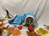 Maci: Not at the Shelter (Faith) Available 11/8