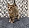 Maci: Not at the Shelter (Faith)