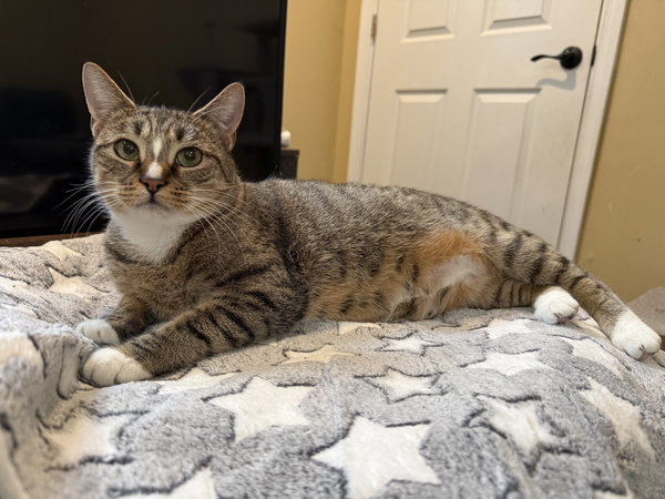 Maci: Not at the Shelter (Faith)
