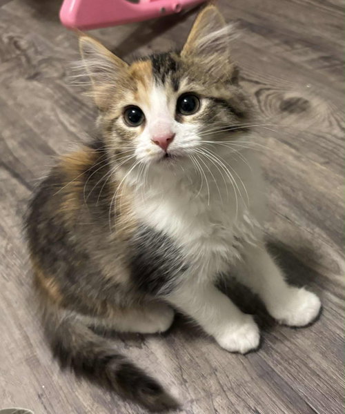 Penny - Not at shelter (Kristy)