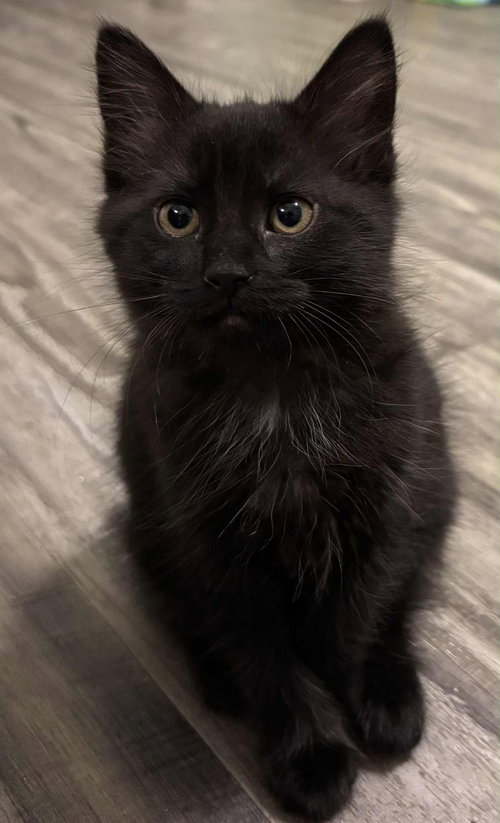 Sabrina - Not at shelter (Kristy)