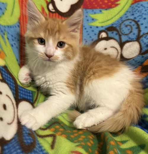 Chunky - Not at shelter (Kristy)