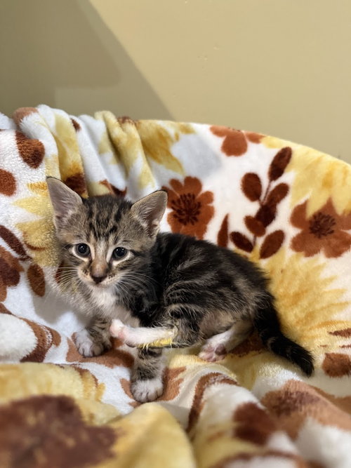 Toffee: Not at the Shelter (Faith)