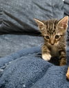 Toffee: Not at the Shelter (Faith)