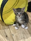 Toffee: Not at the Shelter (Faith)