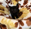 Truffle: Not at the Shelter (Faith)