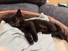 Truffle: Not at the Shelter (Faith) Available 11/8