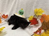 Truffle: Not at the Shelter (Faith) Available 11/8