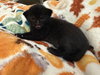 Truffle: Not at the Shelter (Faith) Available 11/8