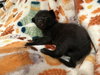 Truffle: Not at the Shelter (Faith) Available 11/8