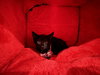 Truffle: Not at the Shelter (Faith)