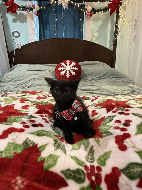 Truffle: Not at the Shelter (Faith)