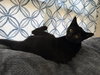 Truffle: Not at the Shelter (Faith) - Photo 8