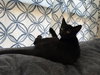 Truffle: Not at the Shelter (Faith) - Photo 9
