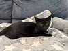 Truffle: Not at the Shelter (Faith) - Photo 10
