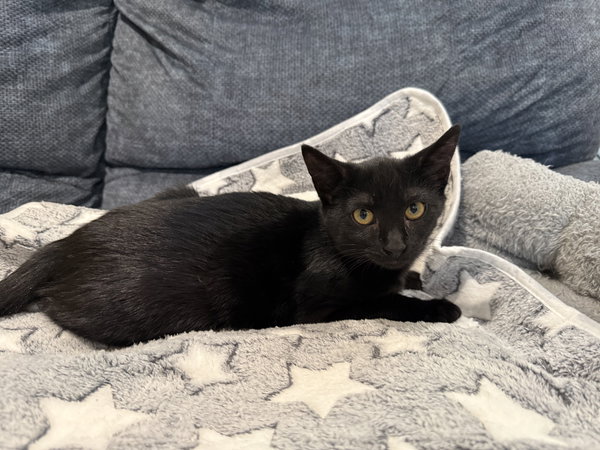 Truffle: Not at the Shelter (Faith)