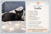 Truffle: Not at the Shelter (Faith) - Photo 11