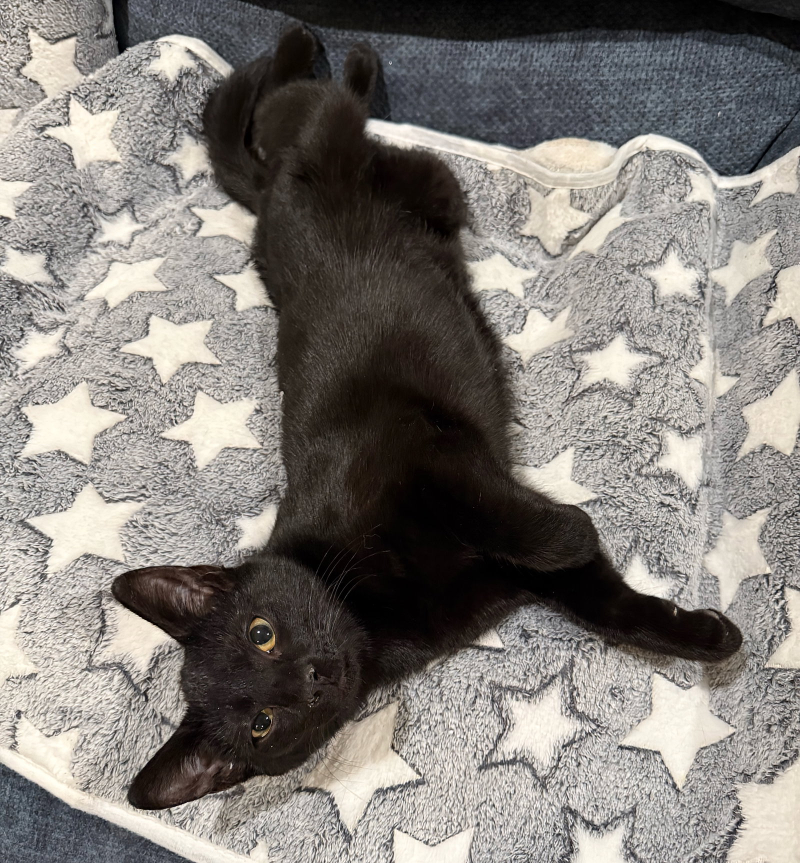 Truffle: Not at the Shelter (Faith) Image