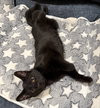 Truffle: Not at the Shelter (Faith) - Photo 1