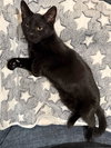 Truffle: Not at the Shelter (Faith) - Photo 12