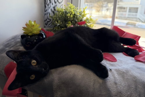 TRUFFLE: NOT AT THE SHELTER (FAITH) - Domestic Short Hair available for adoption