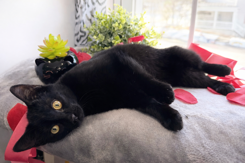 TRUFFLE: NOT AT THE SHELTER (FAITH) - Domestic Short Hair available for adoption
