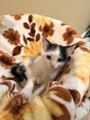 Oreo: Not at the Shelter (Faith)