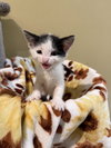 Oreo: Not at the Shelter (Faith) Available 11/8