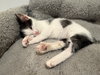 Oreo: Not at the Shelter (Faith) Available 11/8