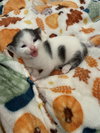 Oreo: Not at the Shelter (Faith) Available 11/8