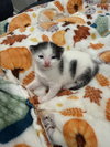 Oreo: Not at the Shelter (Faith) Available 11/8