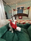 Oreo: Not at the Shelter (Faith)