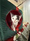 Oreo: Not at the Shelter (Faith)