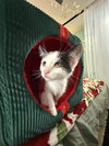 Oreo: Not at the Shelter (Faith)