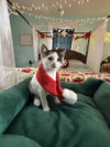 Oreo: Not at the Shelter (Faith)