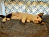 Oreo: Not at the Shelter (Faith) - Photo 17