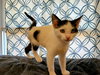 Oreo: Not at the Shelter (Faith) - Photo 18