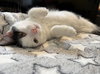 Oreo: Not at the Shelter (Faith) - Photo 19