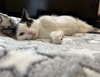 Oreo: Not at the Shelter (Faith) - Photo 20